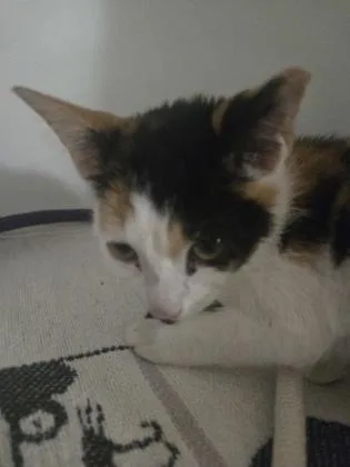 Squish