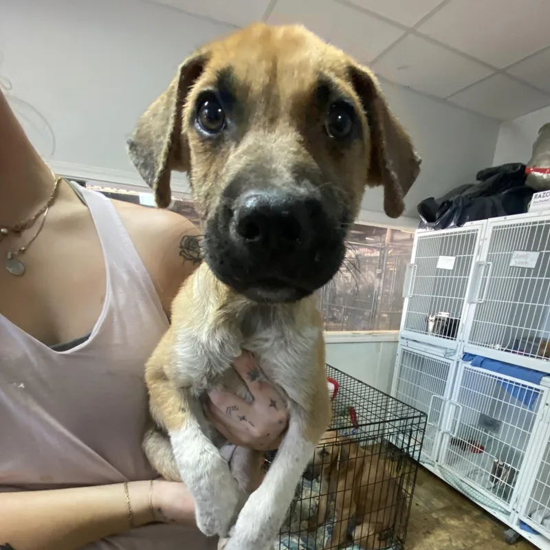 A baby medium-sized male Tricolor (Brown, Black, & White) Mixed Breed dog named Tanque Verde for adoption in Columbia, SC