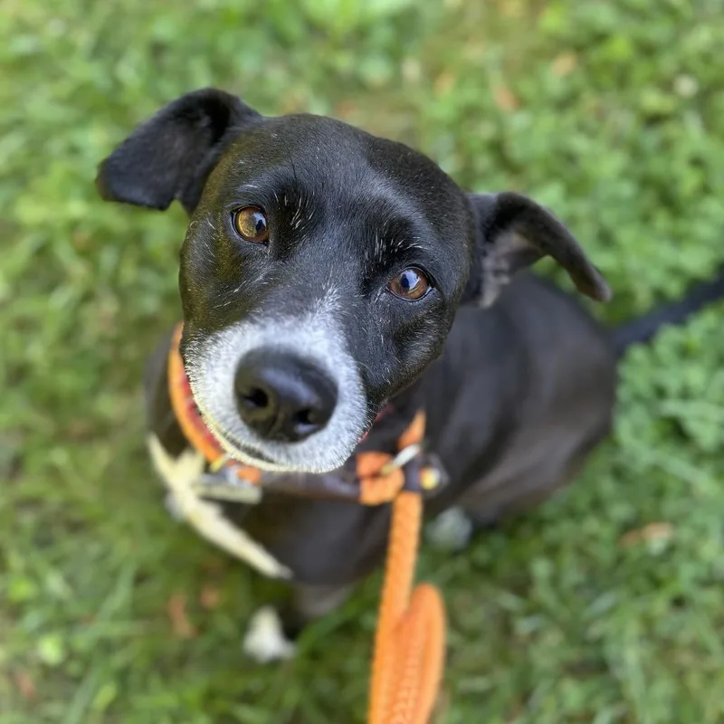 An adult medium-sized female Black Mixed Breed dog named Jazz for adoption in Chattanooga, TN