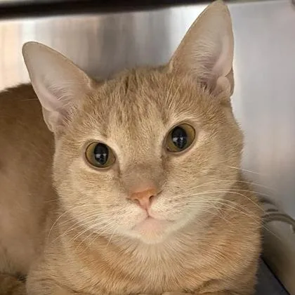A young medium-sized male Buff / Tan / Fawn Domestic Short Hair cat named Loki for adoption in North Myrtle Beach, SC