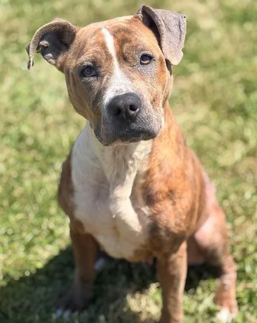 An adult medium-sized female Pit Bull Terrier dog named Ava for adoption in Fairfield, CA