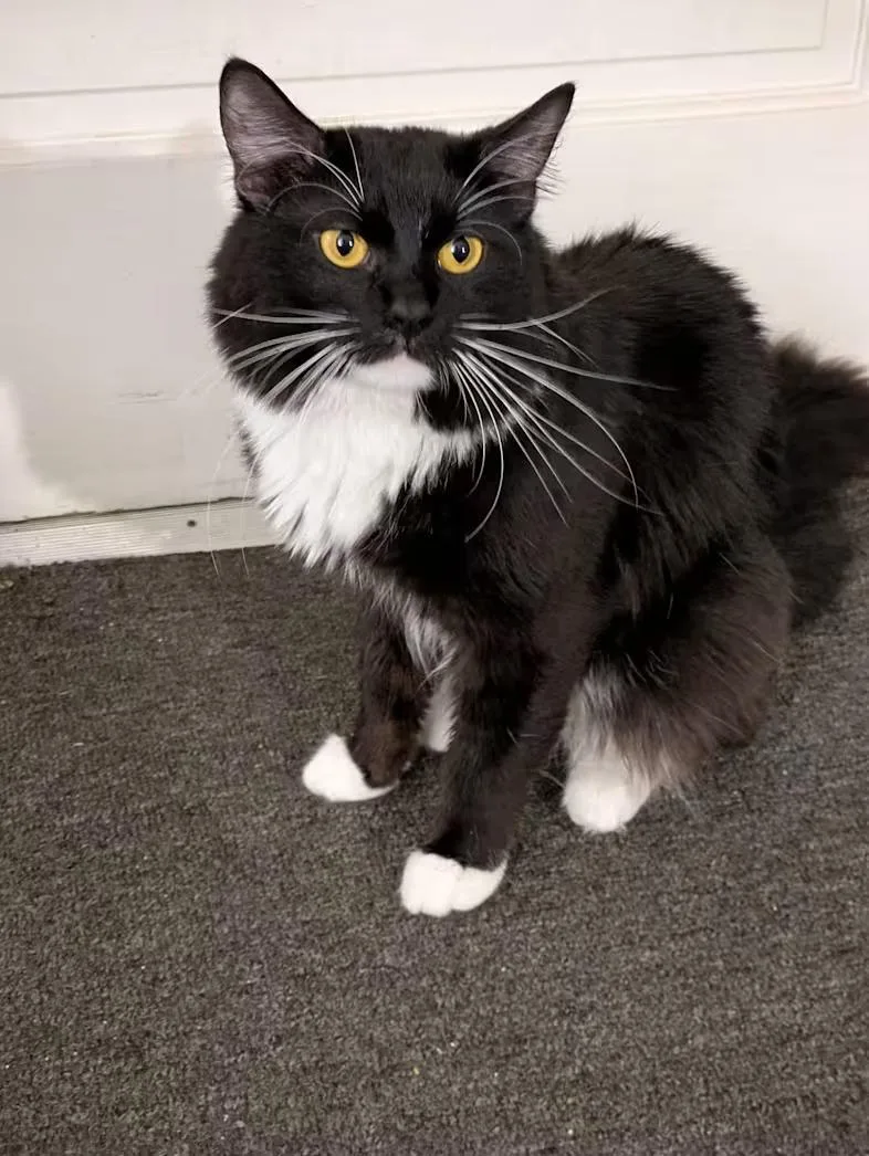 Penelope Pussycat Sponsored