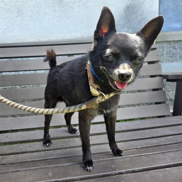 An adult small-sized male Pomeranian dog named Oreo for adoption in Long Beach, CA