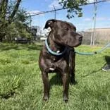 A senior large-sized male Brindle Pit Bull Terrier dog named Cadence for adoption in Hilliard, OH