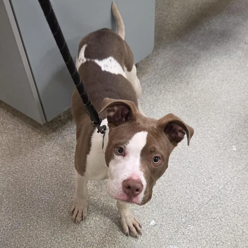 A young medium-sized male Brown / Chocolate Mixed Breed dog named Beef for adoption in Jacksonville, FL