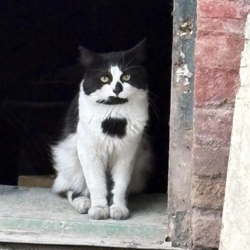 A young medium-sized male Black & White / Tuxedo Domestic Long Hair cat named Dawson for adoption in Albany, NY