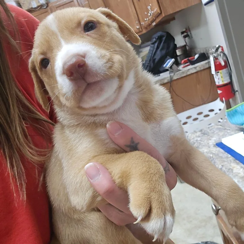 A baby small-sized female Yellow / Tan / Blond / Fawn Shepherd dog named Cedar U for adoption in Tupelo, MS