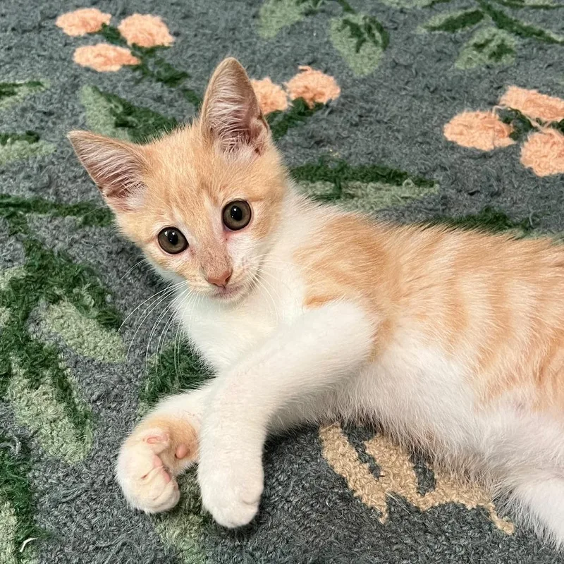 A baby small-sized male Orange / Red Domestic Short Hair cat named Rigatoni for adoption in Little Rock, AR