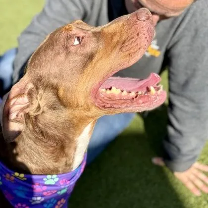 An adult medium-sized male Mixed Breed dog named Cesar for adoption in Largo, FL