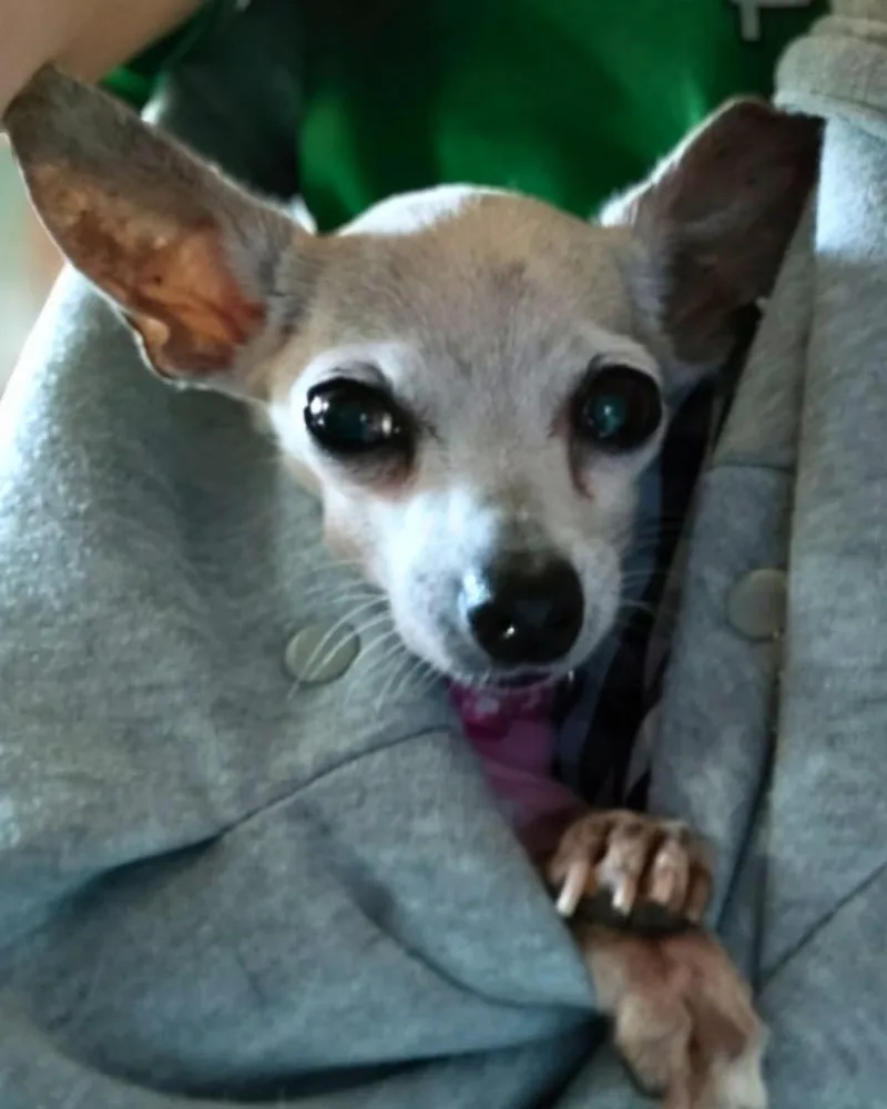 A senior small-sized female Chihuahua dog named Opi for adoption in Bryan, TX