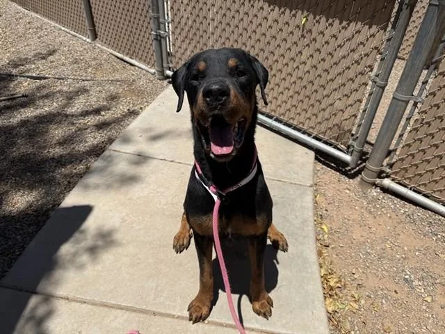 An adult large-sized male Rottweiler dog named Holo for adoption in Phoenix, AZ