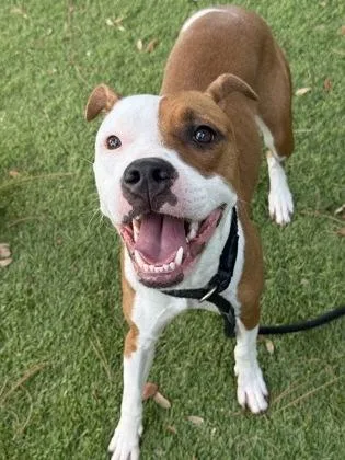 An adult large-sized female Labrador Retriever dog named Ramona for adoption in Daytona Beach, FL