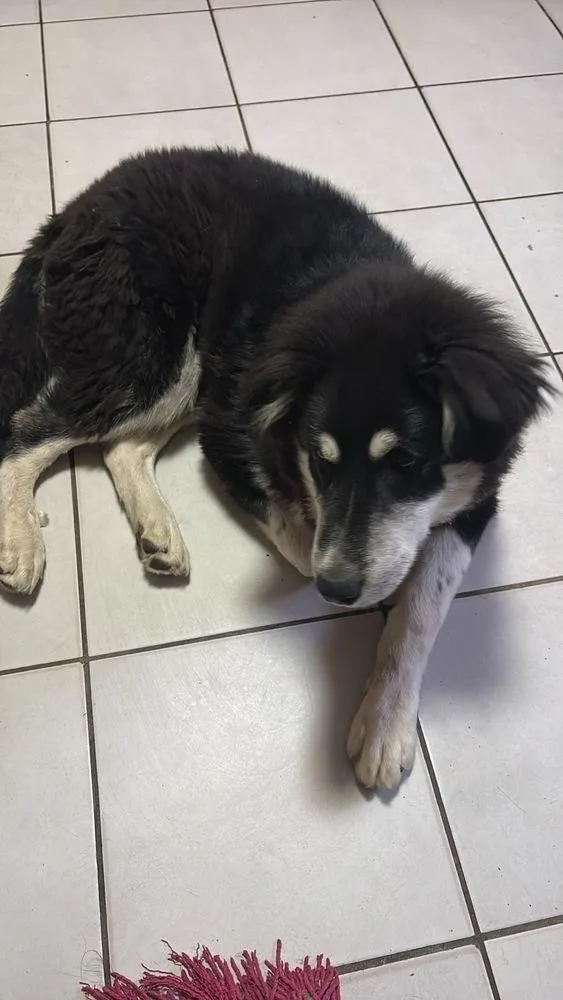 A baby large-sized male Tricolor (Brown, Black, & White) Husky dog named Panda for adoption in San Diego, CA