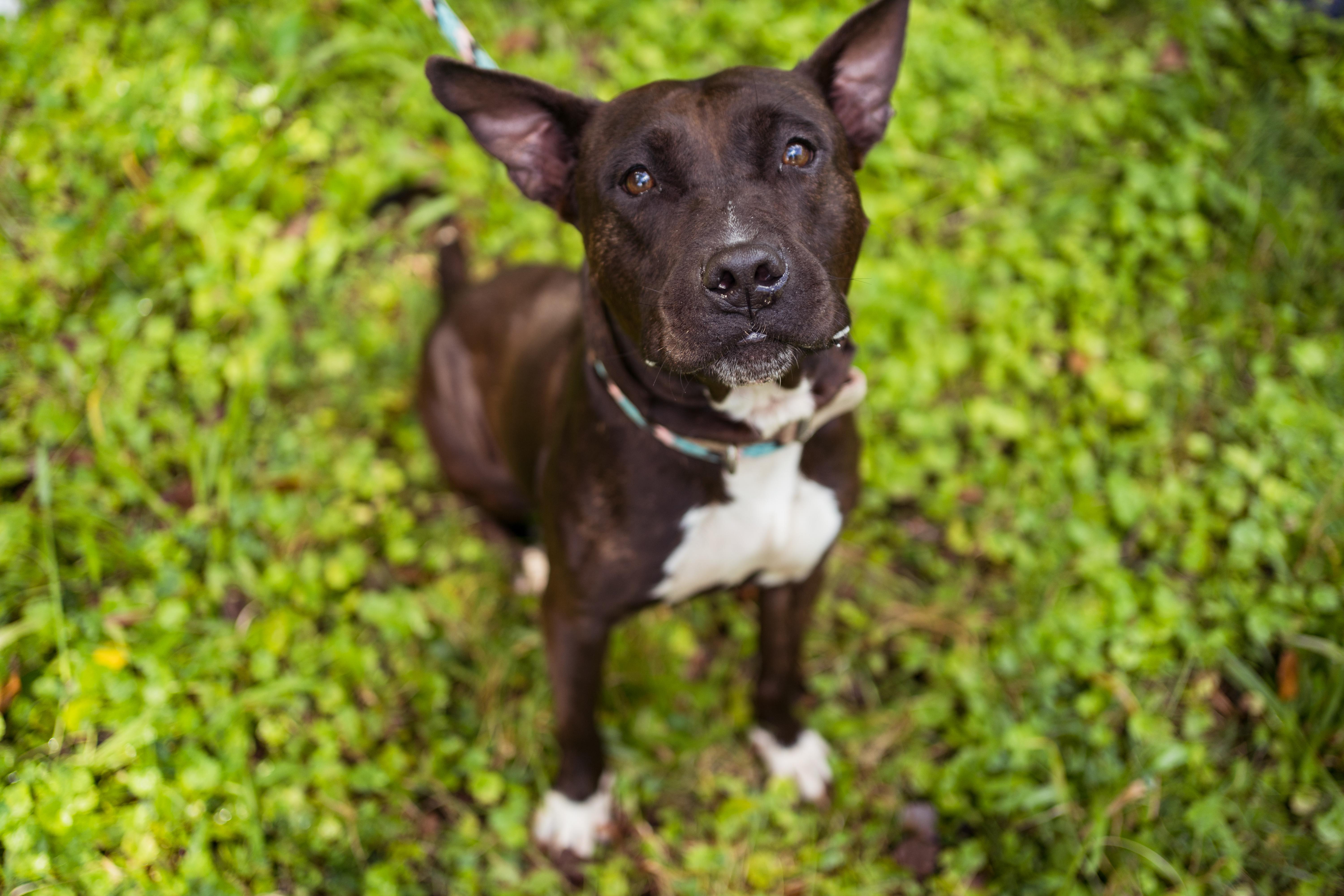 Eclair & Twix thumbnail 5