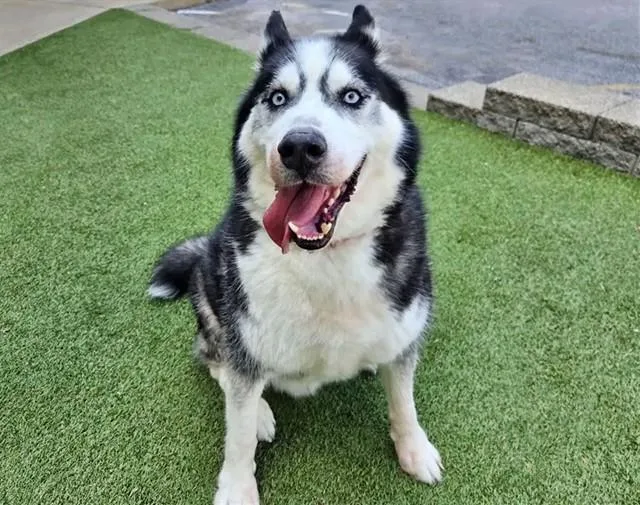 An adult large-sized male Siberian Husky dog named Rocket for adoption in Saint Louis, MO