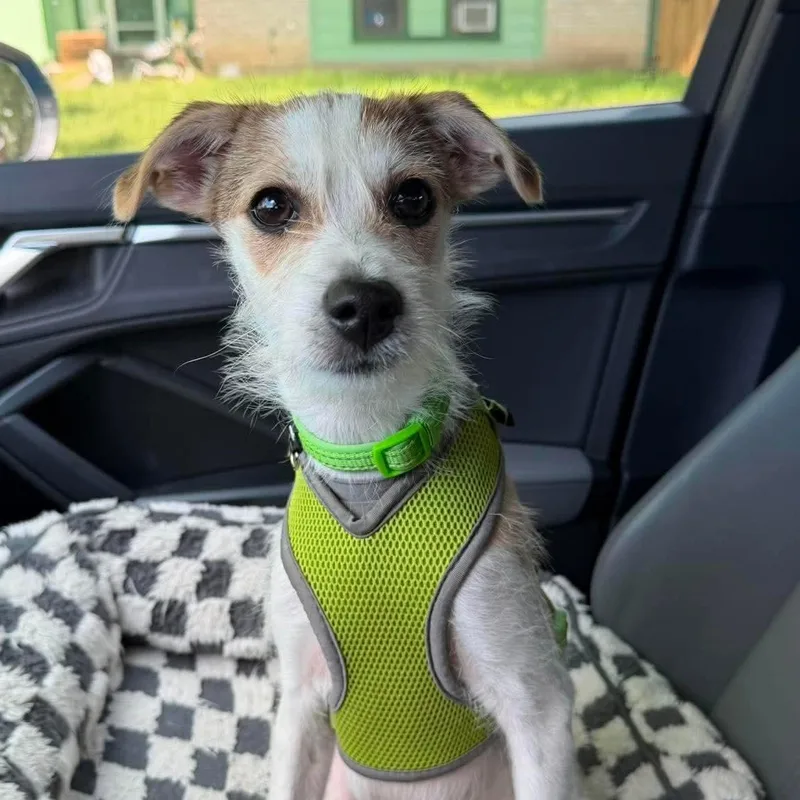 A baby small-sized male Apricot / Beige Terrier dog named Brooks for adoption in Warren, RI