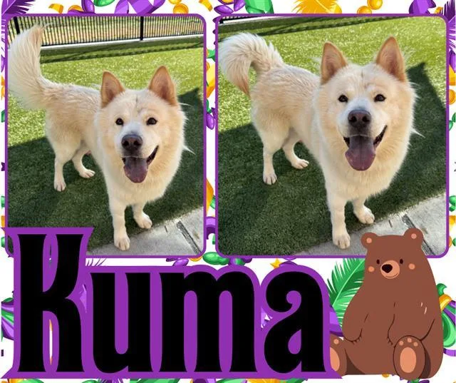 A young large-sized male Chow Chow dog named Kuma for adoption in Pearland, TX