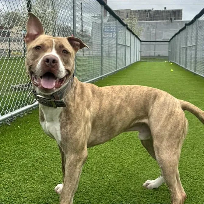 An adult large-sized male Brindle Mixed Breed dog named Benny for adoption in Binghamton, NY