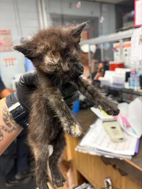 A baby small-sized female Domestic Short Hair cat named A for adoption in Stockton, CA