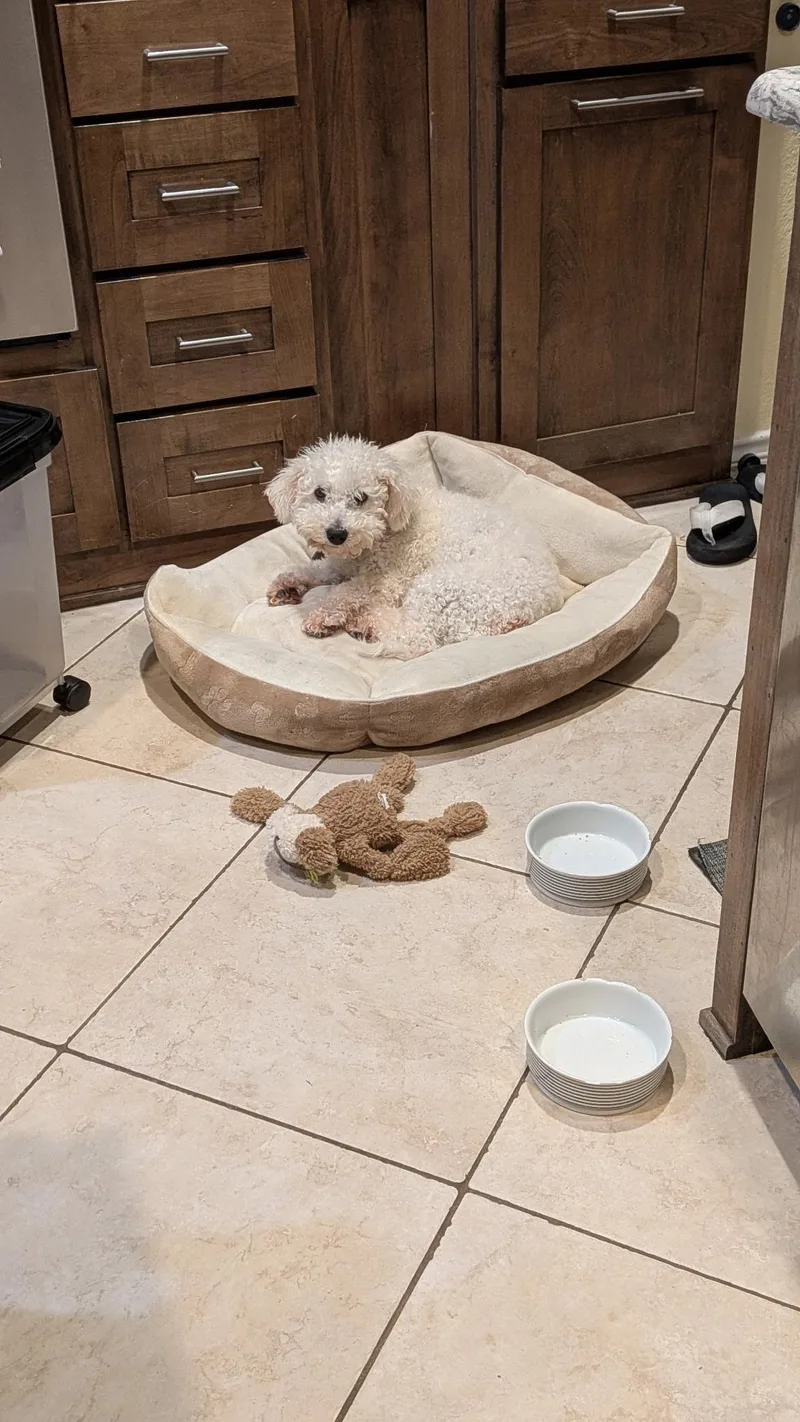 An adult small-sized male White / Cream Bichon Frise dog named Wags for adoption in Coppell, TX