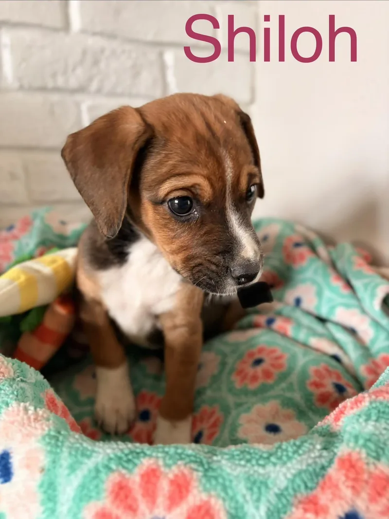 A young small-sized female Beagle dog named Shiloh for adoption in Byron, IL