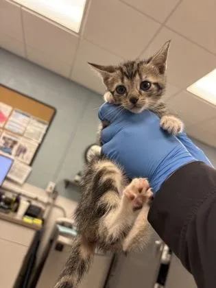 A baby small-sized male Domestic Short Hair cat named Bobby Socks for adoption in Gastonia, NC