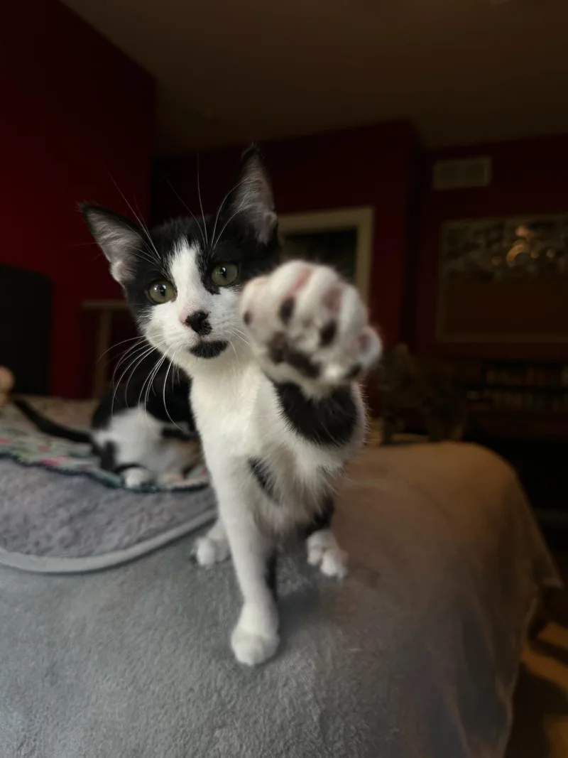 A baby medium-sized female Black & White / Tuxedo Domestic Short Hair cat named Yoruichi for adoption in Hartville, OH