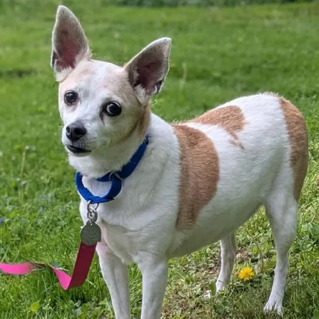 A senior small-sized female White / Cream Jack Russell Terrier dog named Chloe for adoption in Shinnston, WV