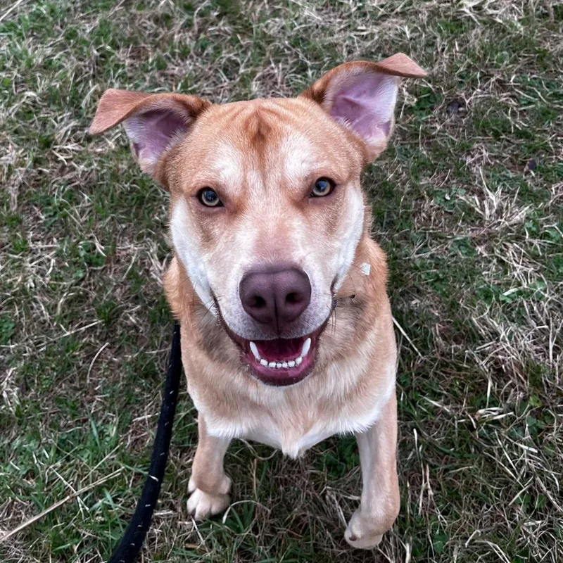 A young medium-sized male Yellow / Tan / Blond / Fawn Shepherd dog named Tank for adoption in Fairfax Station, VA