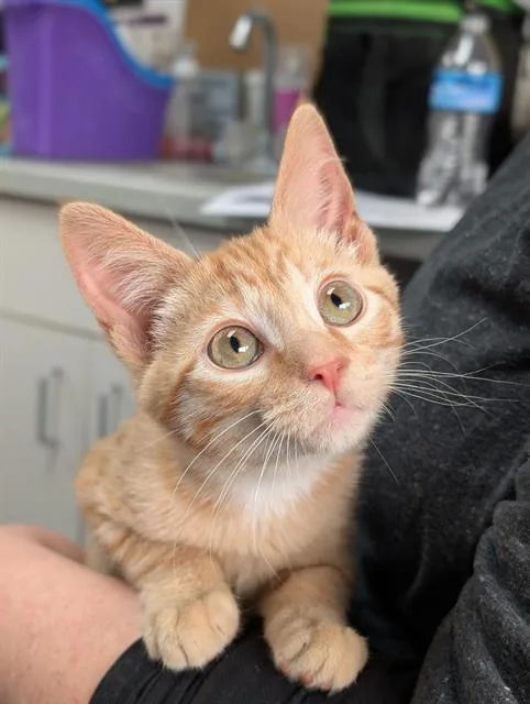A baby small-sized male Domestic Short Hair cat named Gonzo for adoption in Canfield, OH