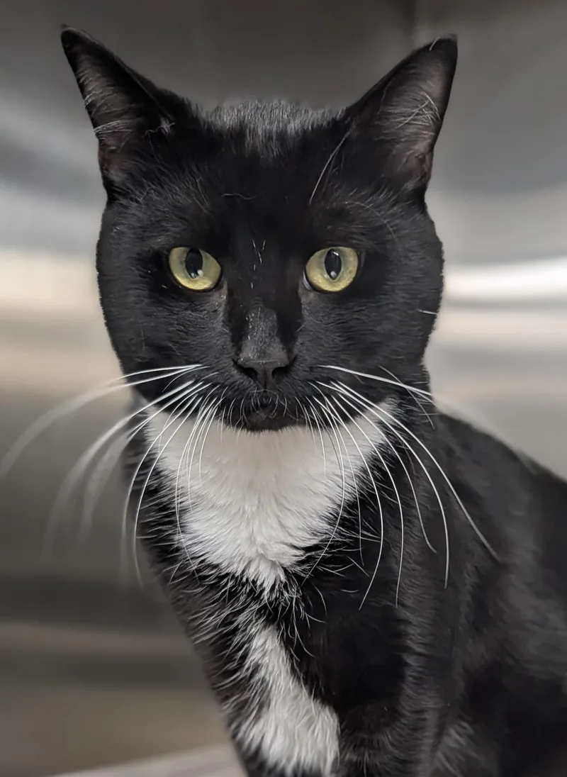 A young large-sized male Black & White / Tuxedo Tuxedo cat named Cal for adoption in Plainfield, NJ