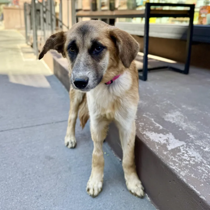 Peach Fuzz thumbnail 2