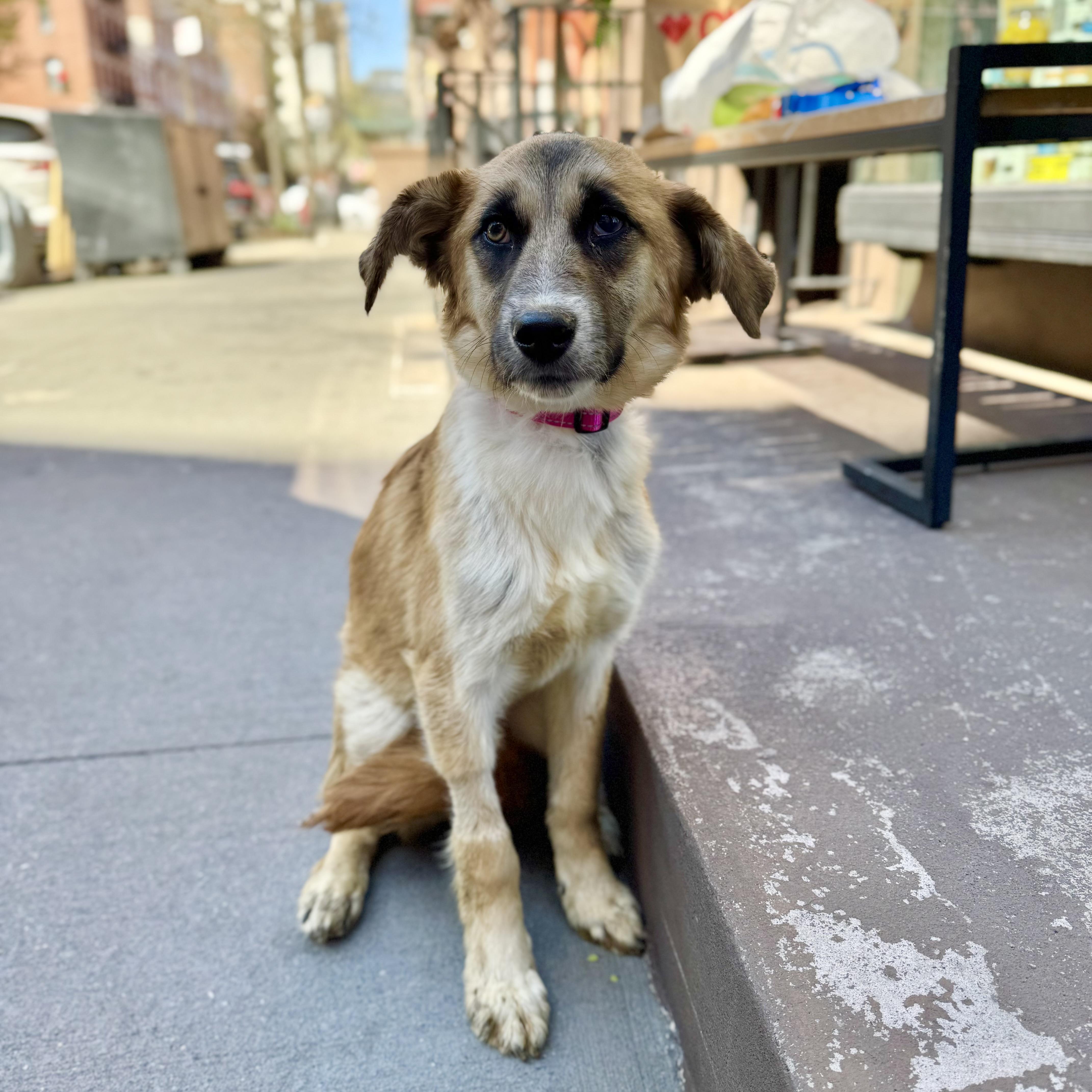 Peach Fuzz thumbnail 3