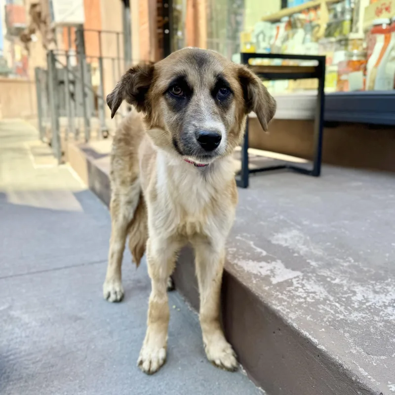 Peach Fuzz thumbnail 4