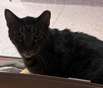 An adult small-sized male Domestic Short Hair cat named Lyle for adoption in West Chester, PA