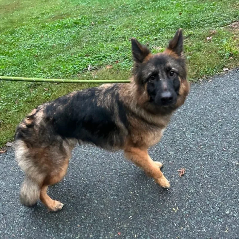 An adult medium-sized female German Shepherd Dog dog named Izzy for adoption in Troy, VA