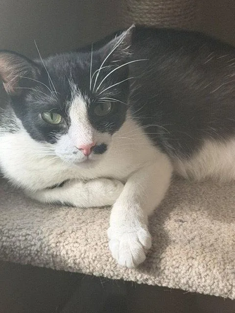 An adult medium-sized female Black & White / Tuxedo Domestic Short Hair cat named Everglades for adoption in Wesley Chapel, FL