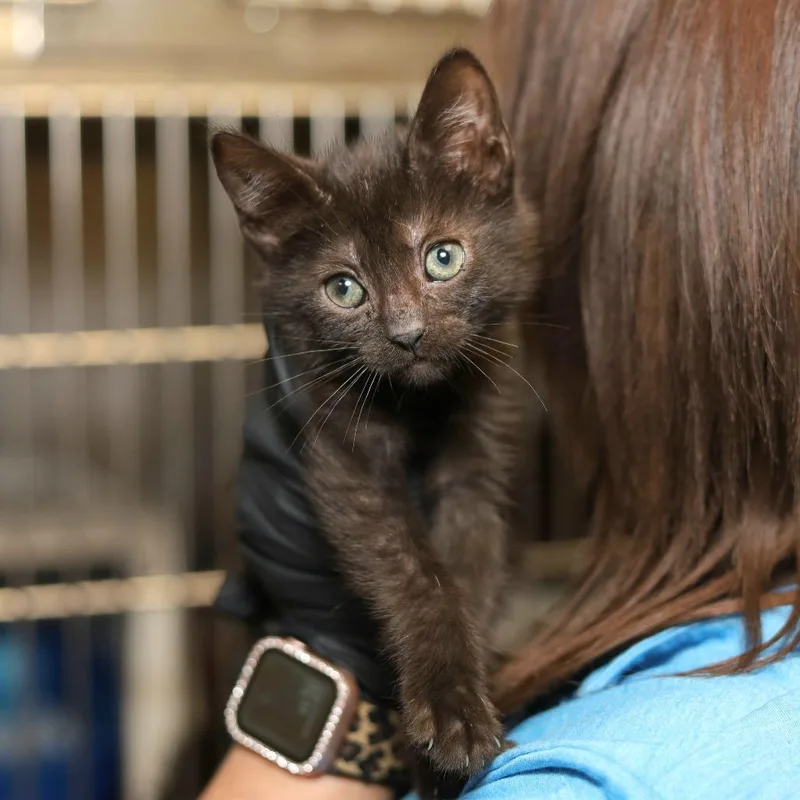 A baby small-sized female Black Domestic Short Hair cat named Pluto Bo for adoption in Evansville, IN