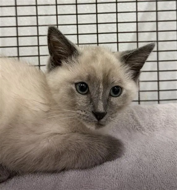 A baby small-sized female Domestic Short Hair cat named Lala for adoption in Hayward, CA