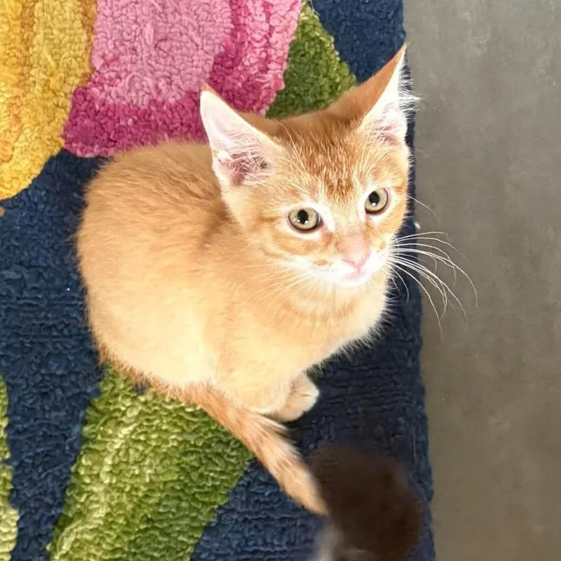 A baby small-sized male Orange / Red Domestic Short Hair cat named Munchkin Storesund for adoption in Eagle Mountain, UT
