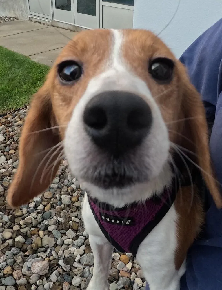 A young medium-sized female Beagle dog named Cleo for adoption in Coldwater, MI