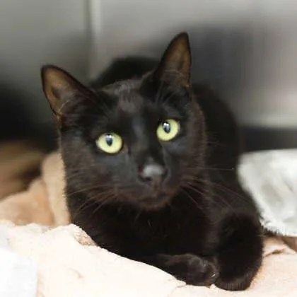 An adult small-sized male Black Domestic Short Hair cat named Wiggin for adoption in Atlanta, GA