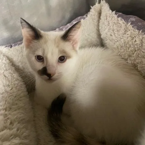 A baby small-sized female White Domestic Short Hair cat named Messi for adoption in Chehalis, WA