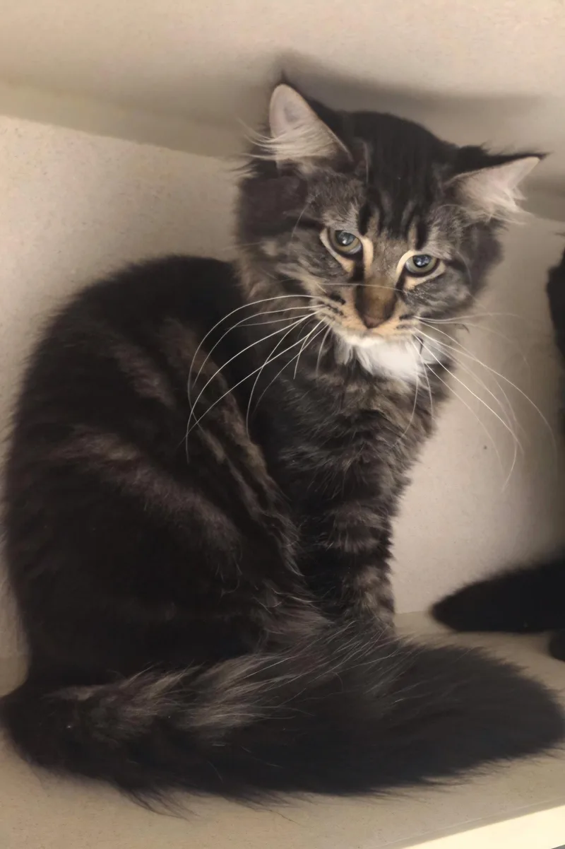 A baby medium-sized male Maine Coon cat named Biggie for adoption in Iroquois, IL