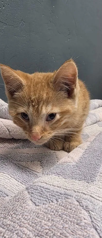 A baby small-sized male Domestic Short Hair cat named Daryl for adoption in Shawano, WI