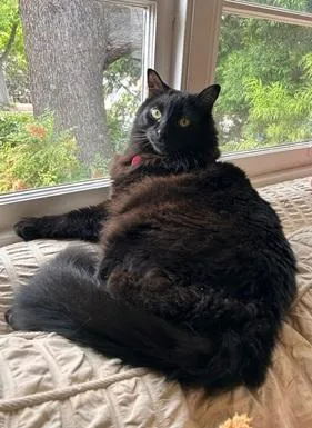 An adult large-sized male Black Domestic Long Hair cat named Daffy for adoption in San Francisco, CA
