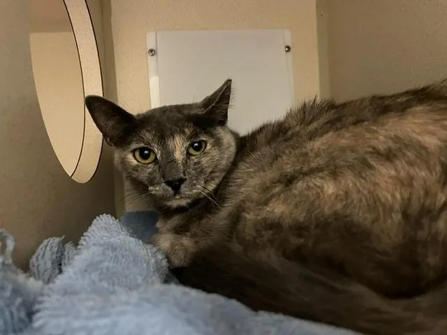 A young small-sized female Domestic Short Hair cat named Scout for adoption in Denver, CO