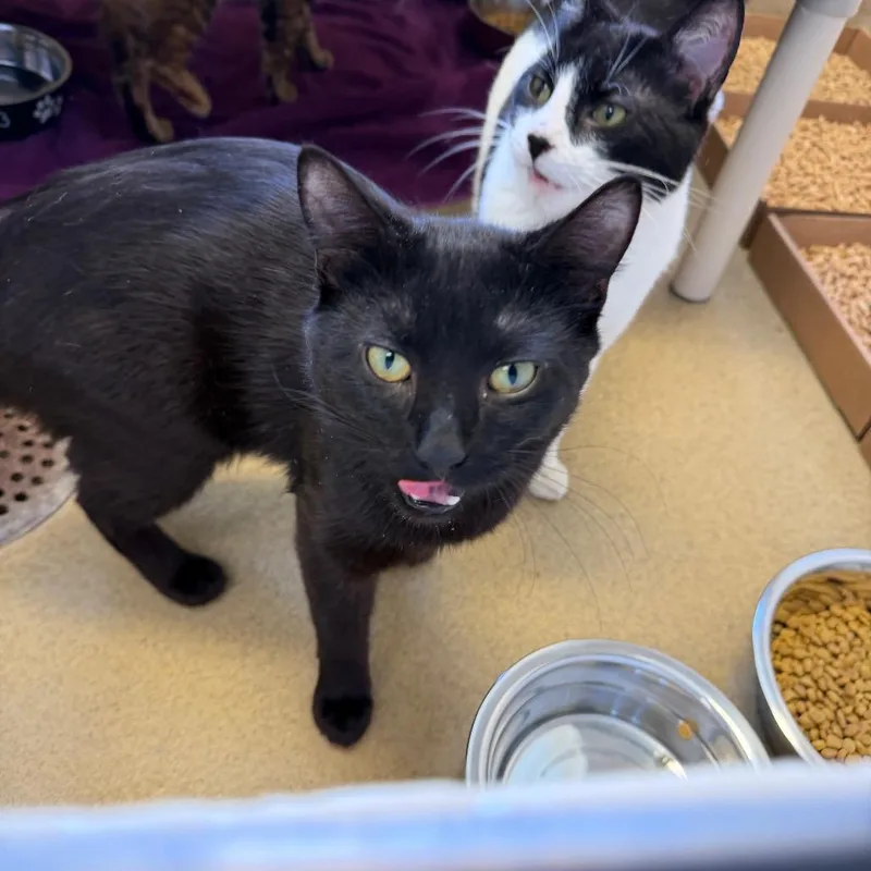 An adult medium-sized male Black Domestic Short Hair cat named Lebanon for adoption in Birdsboro, PA