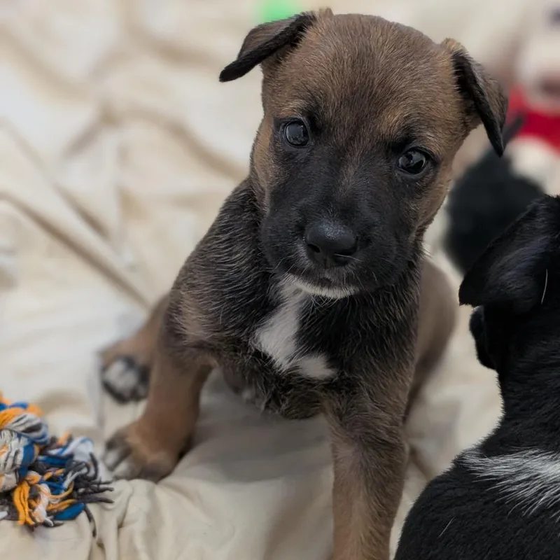 A baby small-sized female Brown / Chocolate Cattle Dog dog named Kay for adoption in Buchanan Dam, TX