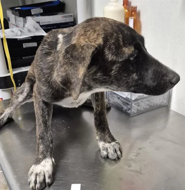 A baby small-sized female Terrier dog named Cassie Cage for adoption in Bakersfield, CA